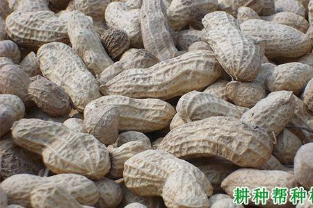 花生吨花1号优缺点