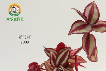 黑棉土有什么特征
