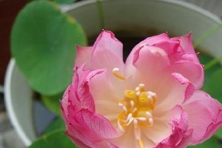 水芙蓉在广东能过冬吗