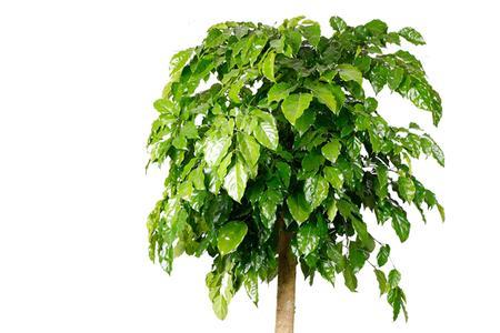 成都室内绿植种植基地