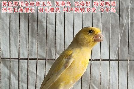 玉鸟叫声越叫越大吗