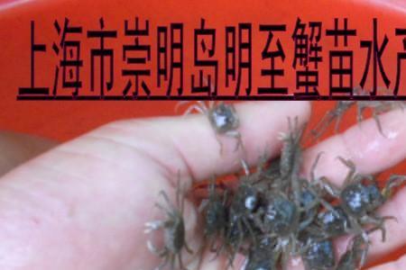 广东毛螃蟹养殖方法