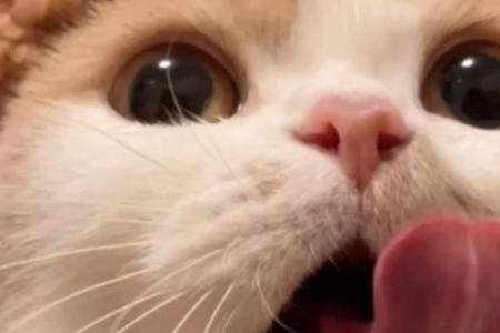 猫咪能舔白醋吗