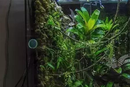 深水鱼缸养什么植物