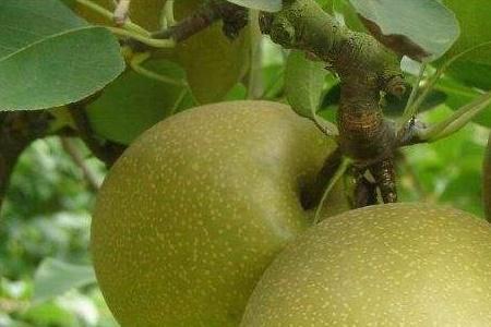 北方梨树品种最新排名