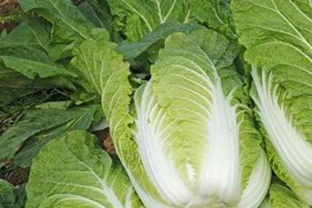 气温到几度适合捆白菜
