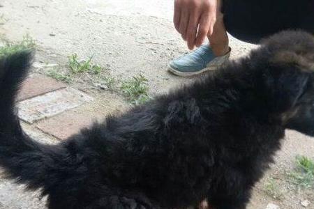 德牧幼犬几个月才能看出是长毛