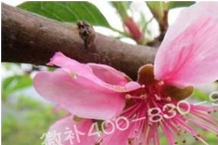 多效唑不适合什么花