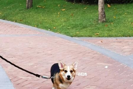 柯基不走路怎么回事