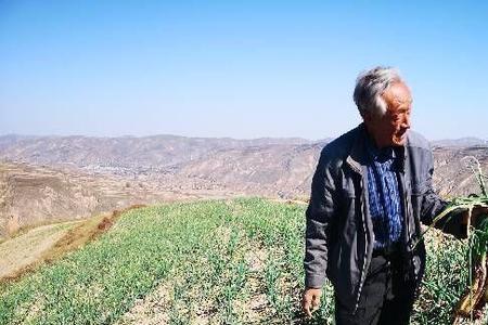 甘肃红葱种植方法