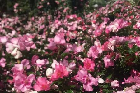 花开花落四季轮回是什么意思
