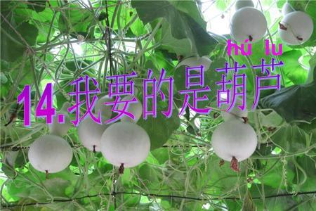 葫芦藤的特点是什么