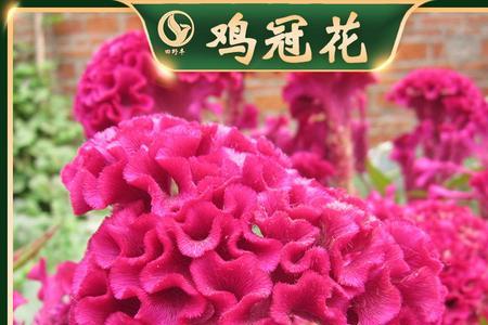 凤尾花开花后怎么处理