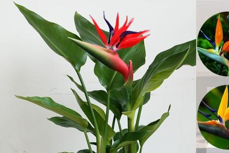 龟背竹和鹤望兰的区别