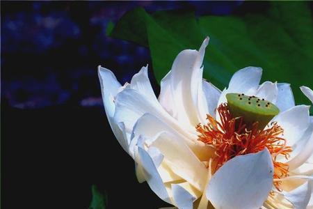 水芙蓉大结局