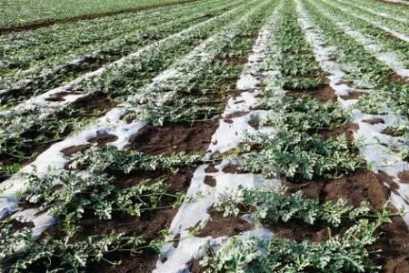 豌豆地膜覆盖种植方法