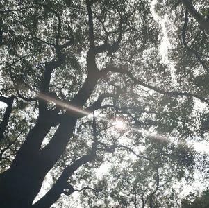 树缝里的阳光寓意