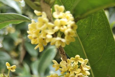 八月桂花指的是什么花