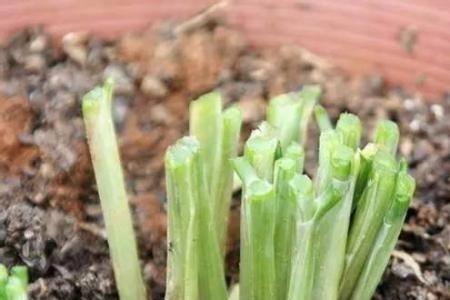 盆栽韭菜根的种植方法