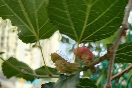 桑椹正确写法