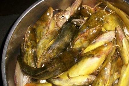 黄辣丁和黄骨鱼区别