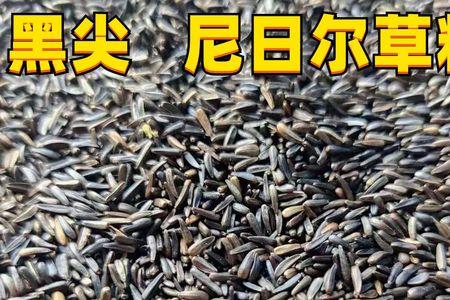 半斤鸟粮有多少