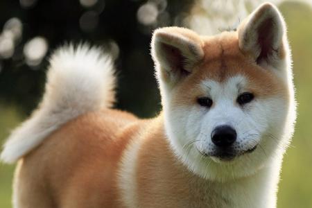 护田犬能长多大