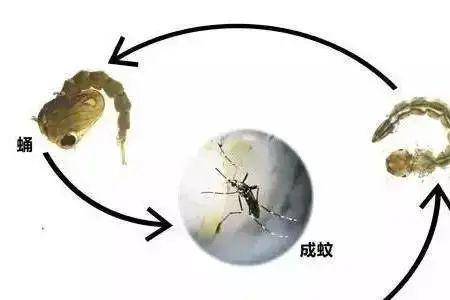 蚊子幼虫有细菌吗