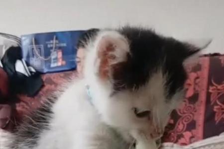猫可以喝一点点真果粒吗