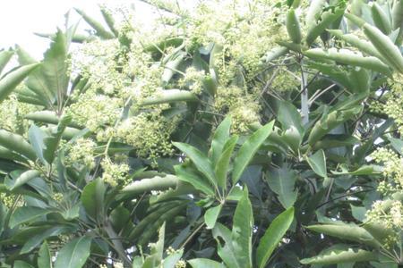 鸭掌木会结果吗果实能吃吗