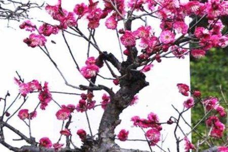盆栽梅花果子掉落的原因