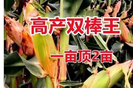 双棒玉米种子是真的吗