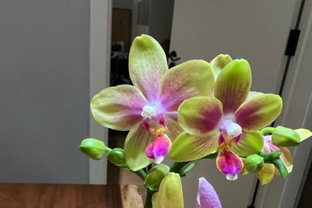 蝴蝶兰花多多1号兑多少比例的水