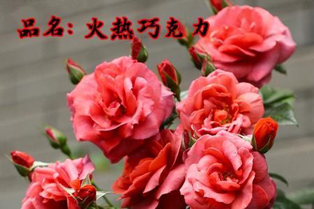 月季巧克力优缺点