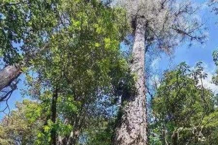 世界现存最高的树木有多少米