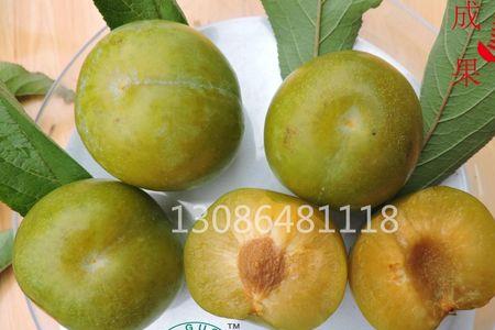 矮甜李子品种介绍