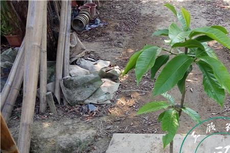 缅桂花怎么培养树苗