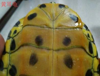 黄耳巴西龟和红耳巴西龟的区别