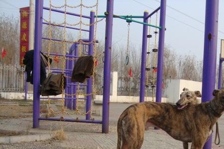 灵缇犬什么时候生育