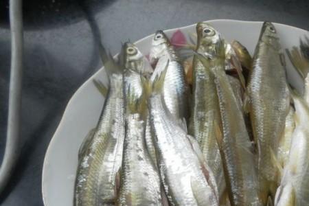 怎么钓青背餐条鱼