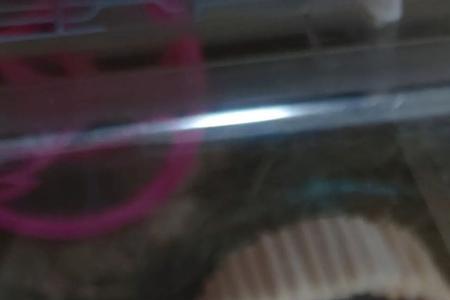 卷毛金丝熊怎么配