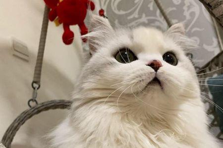 拿破仑猫一岁是多大
