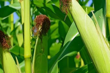 降温了还能用新鲜玉米钓鱼吗