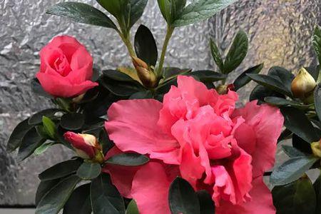 杜鹃花一年四季生长过程