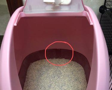 猫砂盆换位置了怎样引导