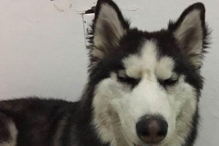 现在哈士奇算烈性犬吗