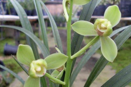 四季香梅常年开花吗