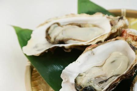 珍珠牡蛎壳的熬制