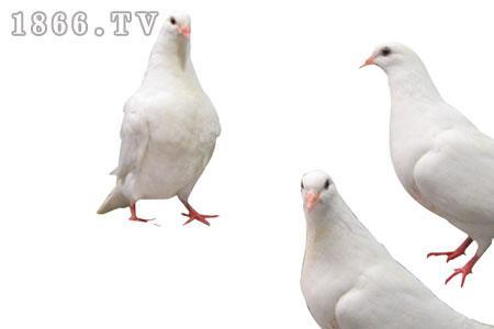 人工养殖的鸽子有什么营养