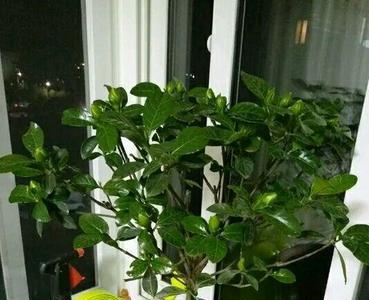 广东栀子花好养吗